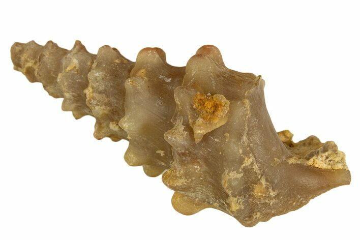 Agatized Gastropod (Cerithium?) Fossil - Morocco #338022